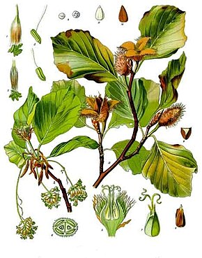 Descripcion d'l'imatge Fagus_sylvatica_-_Köhler–s_Medizinal-Pflanzen-060.jpg.