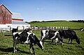 Image 11Dairy cows at a Wisconsin dairy farm (from Wisconsin)