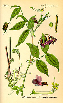 Kevadine seahernes Lathyrus vernus