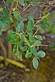 Ligustrum ibota