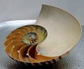 Conchiglia di Nautilus sezionata per mostrarne l'architettura interna.