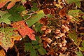 Brown flowers and colored leaves in autumn