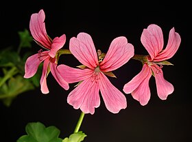 Pelargonium peltatum