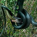 Image 24Dolichophis jugularis preying on a sheltopusik (from Snake)