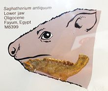 Saghatherium antiquum.JPG