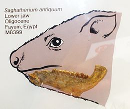 Голотип Saghatherium antiquum