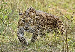 スリランカヒョウ Panthera pardus kotiya