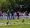 Terrier racing,Royal Highland Show