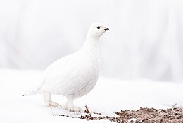 Paprastoji žvyrė (Lagopus lagopus)