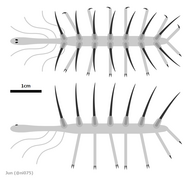 Hallucigenia sparsa günümüzdeki kadife solucanlarla akraba olduğu düşünülen lopopodia grubuna üyeydi