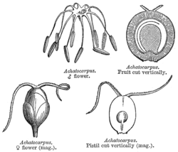 Achatocarpus: hedekukka (ylh. vas.), emikukka (alh. vas.), sikiäimen pitkittäisleikkaus (alh. oik.), hedelmän pitkittäisleikkaus (ylh. oik.)