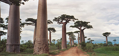 Otra vista de la avenida de los baobabs, Madagascar.