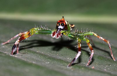 Pejantan laba-laba lompat (Epeus flavobilineatus) di Tangerang, Banten, Indonesia