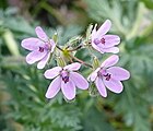 Erodium cicutarium