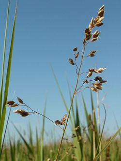 Hierochloe odorata