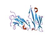 1h9v: THỤ THỂ GAMMA FC Ở NGƯỜI IIA (FCGRIIA), ĐƠN TÀ (MONOCLINIC)