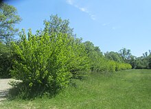 Plantation de mûriers sur la commune de Miribel