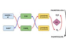 SCD-1 electron flow.jpg