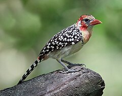 Red-and-yellow barbet. Photo by Doug Janson (commons:User:Dougjj).