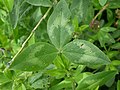 Dreiteiliges Blatt vom Wiesen-Klee (Trifolium pratense), also mit drei Blättchen.