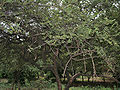 Ziziphus xylopyrus in Hyderabad, India.