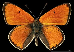 Lycaena dispar ♂