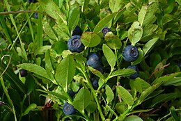 Mėlynė (Vaccinium myrtillus)