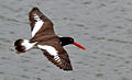 In flight in western Florida