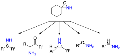 Selected amination reactions with oxaziridine