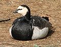 Apácalúd (Branta leucopsis)