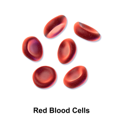 Red blood cells.