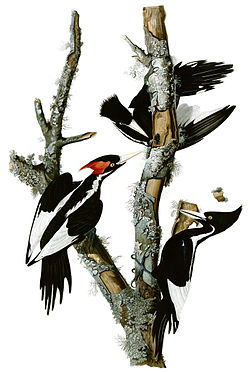 Ivory-billed Woodpecker