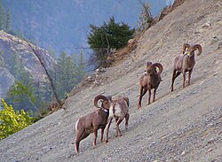 Kanadai vadjuhok a Kootenay Nemzeti Parkban