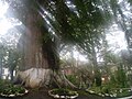 Tree in central park