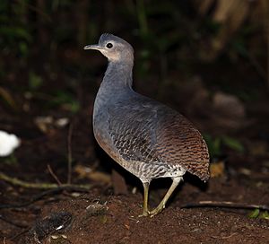 Flavkrura tinamo, Crypturellus n. noctivagus