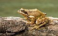 en:Common_Frog, en:10th edition of Systema Naturae, en:Amphibia_in_the_10th_edition_of_Systema_Naturae