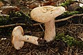 !Lactarius pallidus!