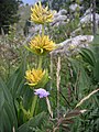 Chumáč Gentiana lutea