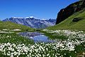 Tundra alpină în Alpi