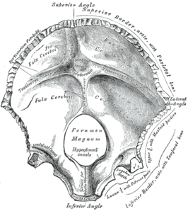 Foramen Magnum of achterhoofdsgat in het midden