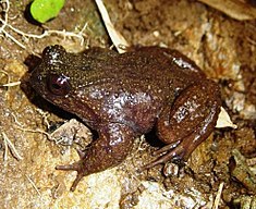 Sapo de Mehuín (Insuetophrynus acarpicus)