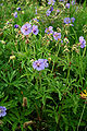 Pievinis snaputis (Geranium pratense)