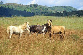 Groupe de Sandalwood sur Sumba.