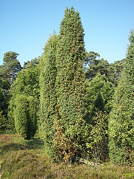 Gaffeltandmos-jeneverbesstruweel met jeneverbes