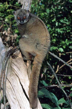 Сахамалазайски лепилемур (L. sahamalazensis)