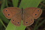 Adult, dorsal view.