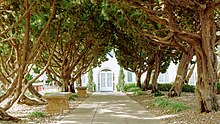 SRF San Diego - Cypress trees