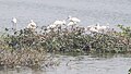 Spoonbills at Vedanthangal