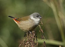 Swee waxbill 2008 05 18 08 42 33 5796.jpg