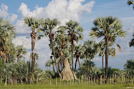 Paisaxe típica da rexión de Oshana